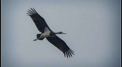 2000 rapaci in volo sull’Isola d’Elba