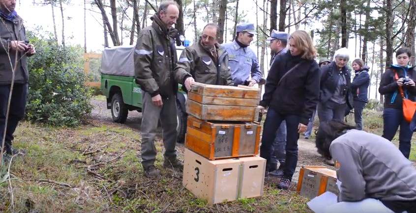 SPOT VIDEO Progetto Conservazione Lepre Italica