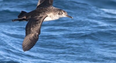 MONTECRISTO, la più grande isola del Mediterraneo senza ratti