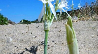 Un nuovo Info Park sulle dune di Lacona