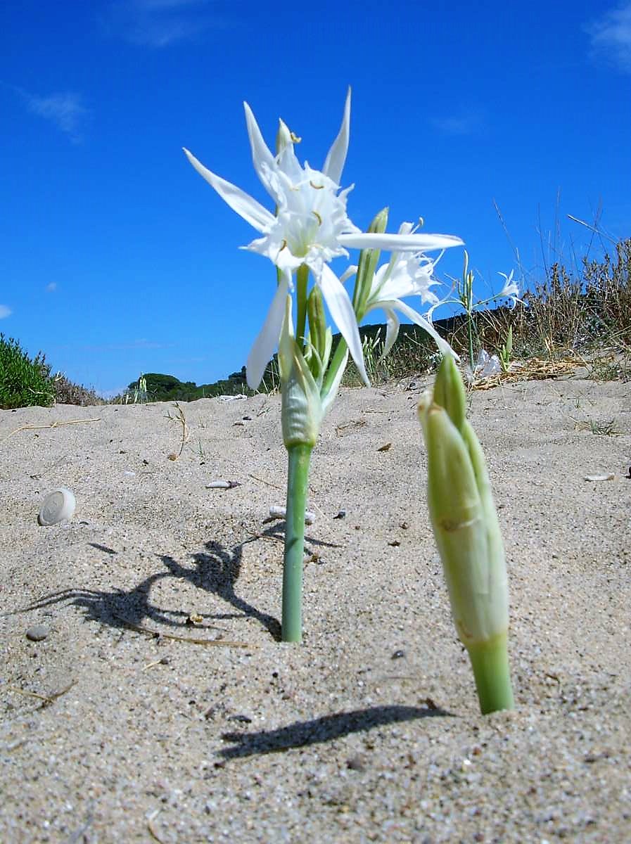 Un nuovo Info Park sulle dune di Lacona