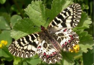 Ottime notizie per la Farfalla di San Piero: aumentano piante nutrici di Zerynthia cassandra