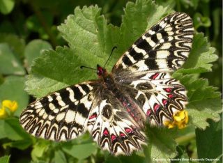 Ottime notizie per la Farfalla di San Piero: aumentano piante nutrici di Zerynthia cassandra