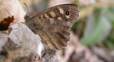 Montecristo  tornano a volare  le farfalle