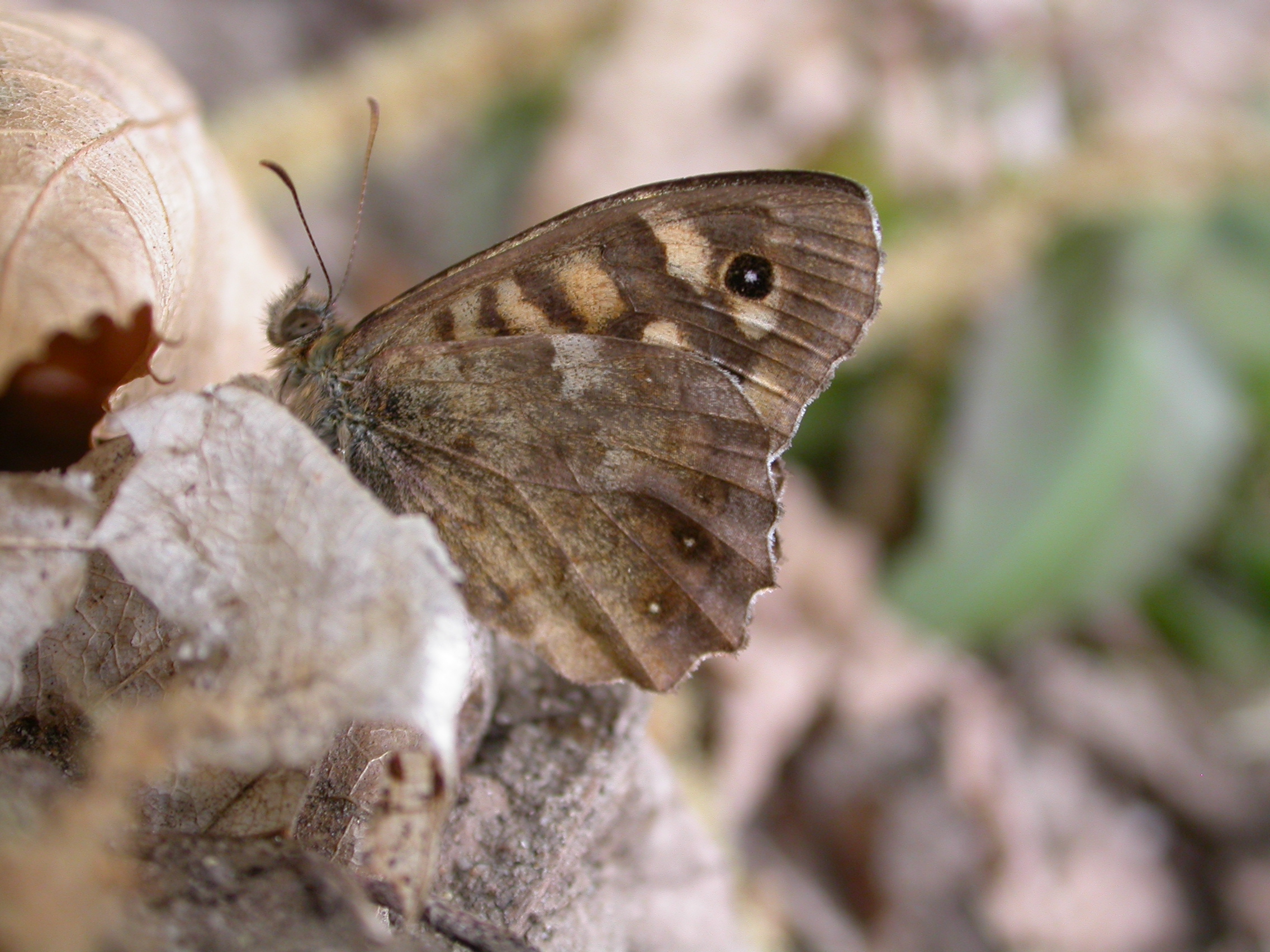 Montecristo  tornano a volare  le farfalle