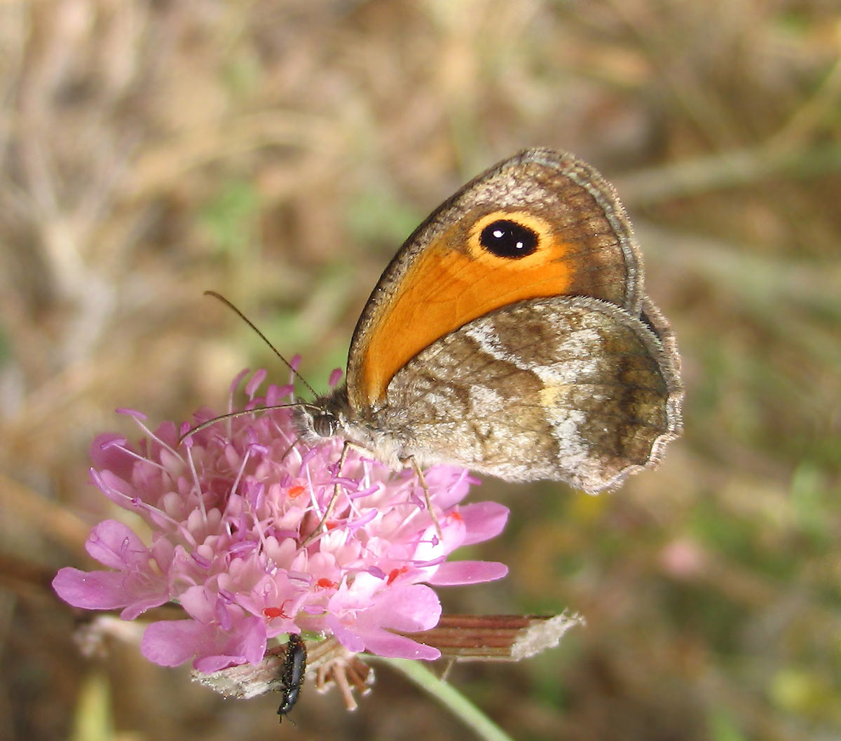 Premio al Parco per la conservazione della biodiversità