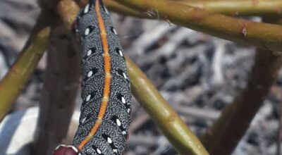 Citizen Science: nuove scoperte nell’Arcipelago Toscano con un virtual bioblitz