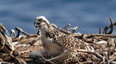 Prorogate le misure per la tutela della nidificazione del falco pescatore all’isola di Capraia