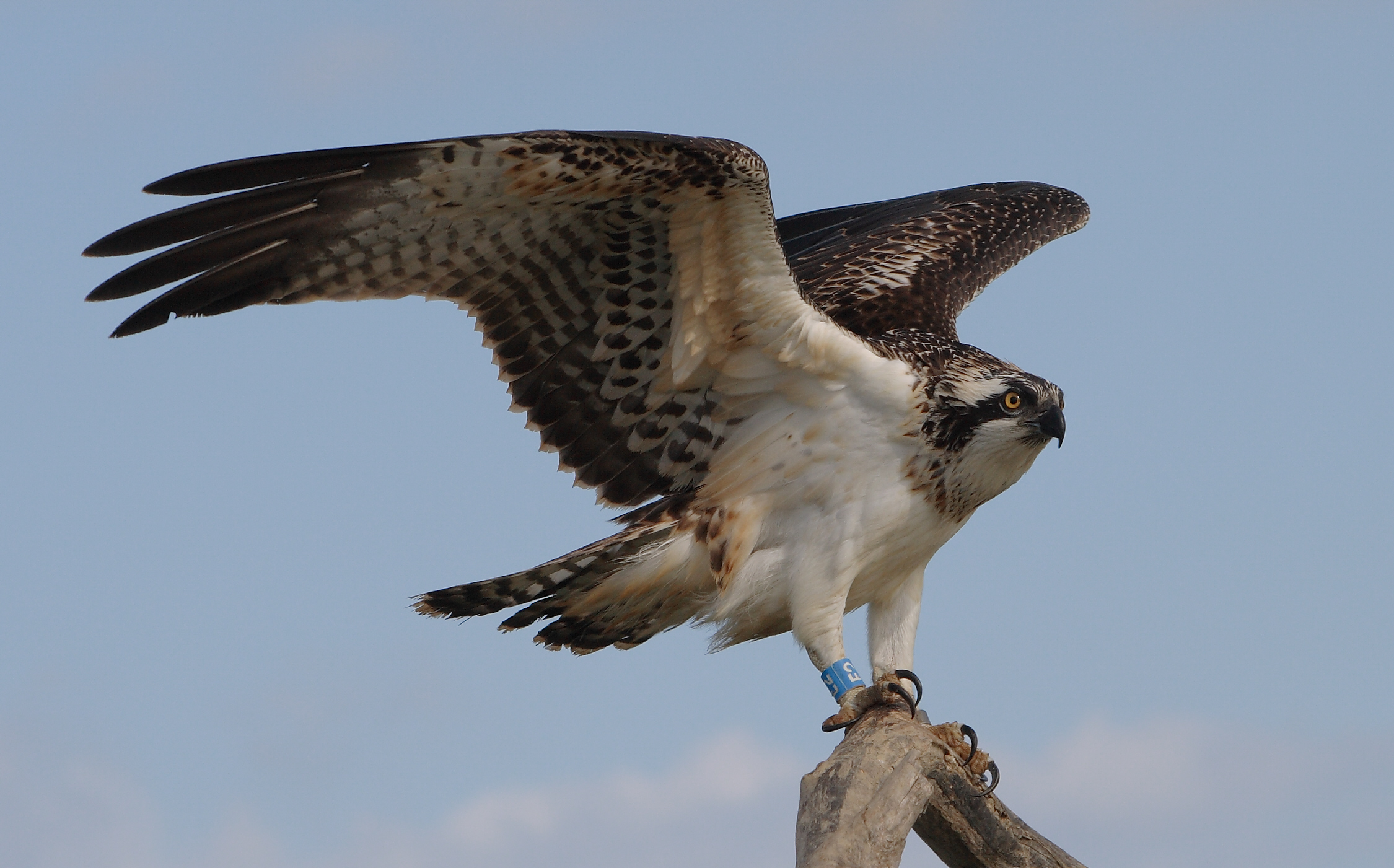 Revocata l’ordinanza di interdizione all’accesso nelle aree di nidificazione del falco pescatore a Capraia Isola