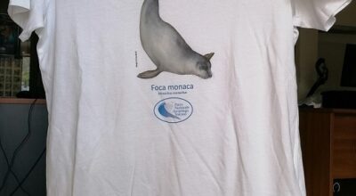 Omaggio alla foca monaca (Monachus monachus)