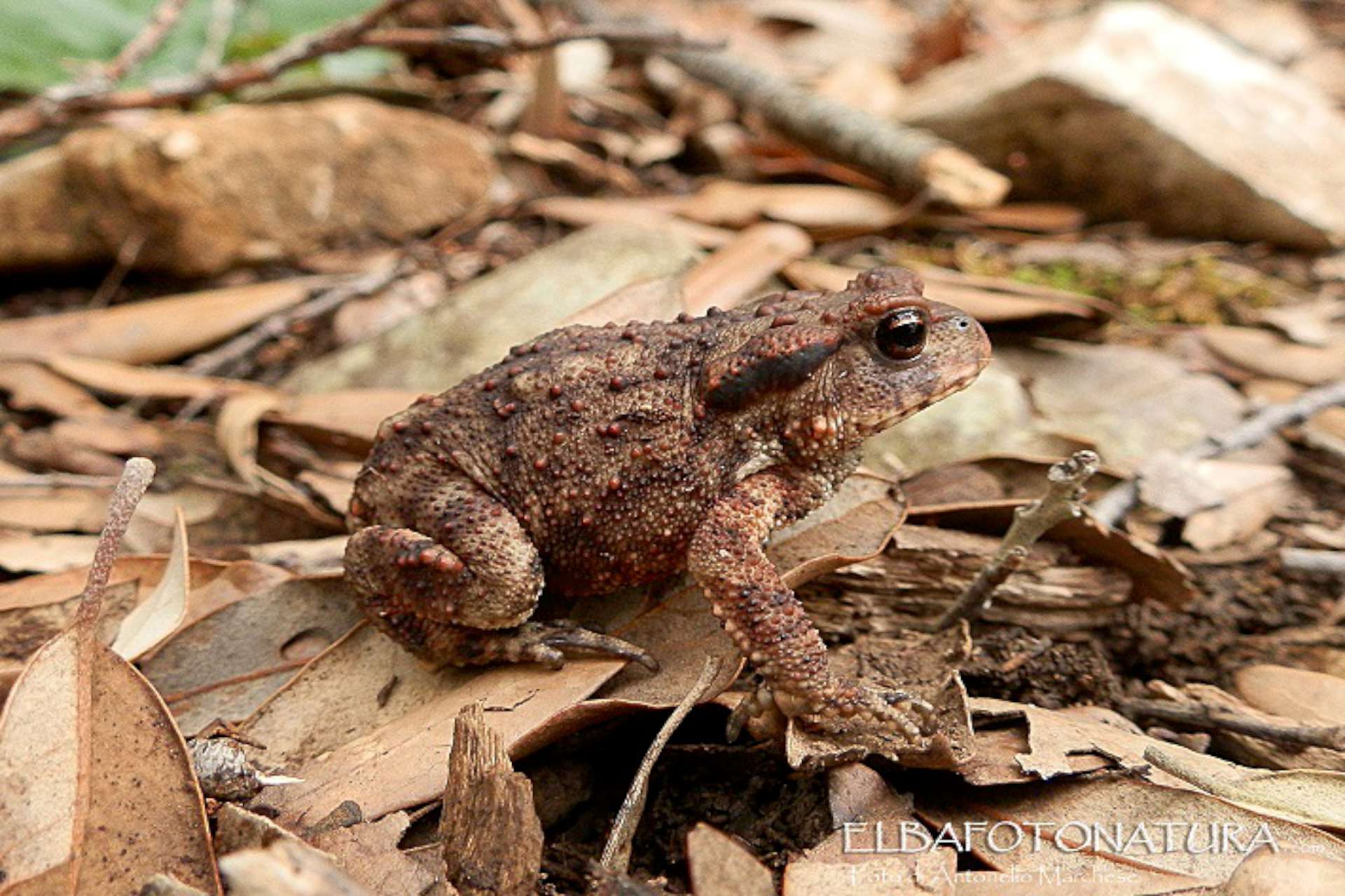 rospo bufobufo fotoMarchese 1920x1280