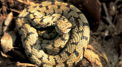 Vipera comune