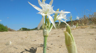 Giglio marino