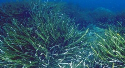 Posidonia oceanica