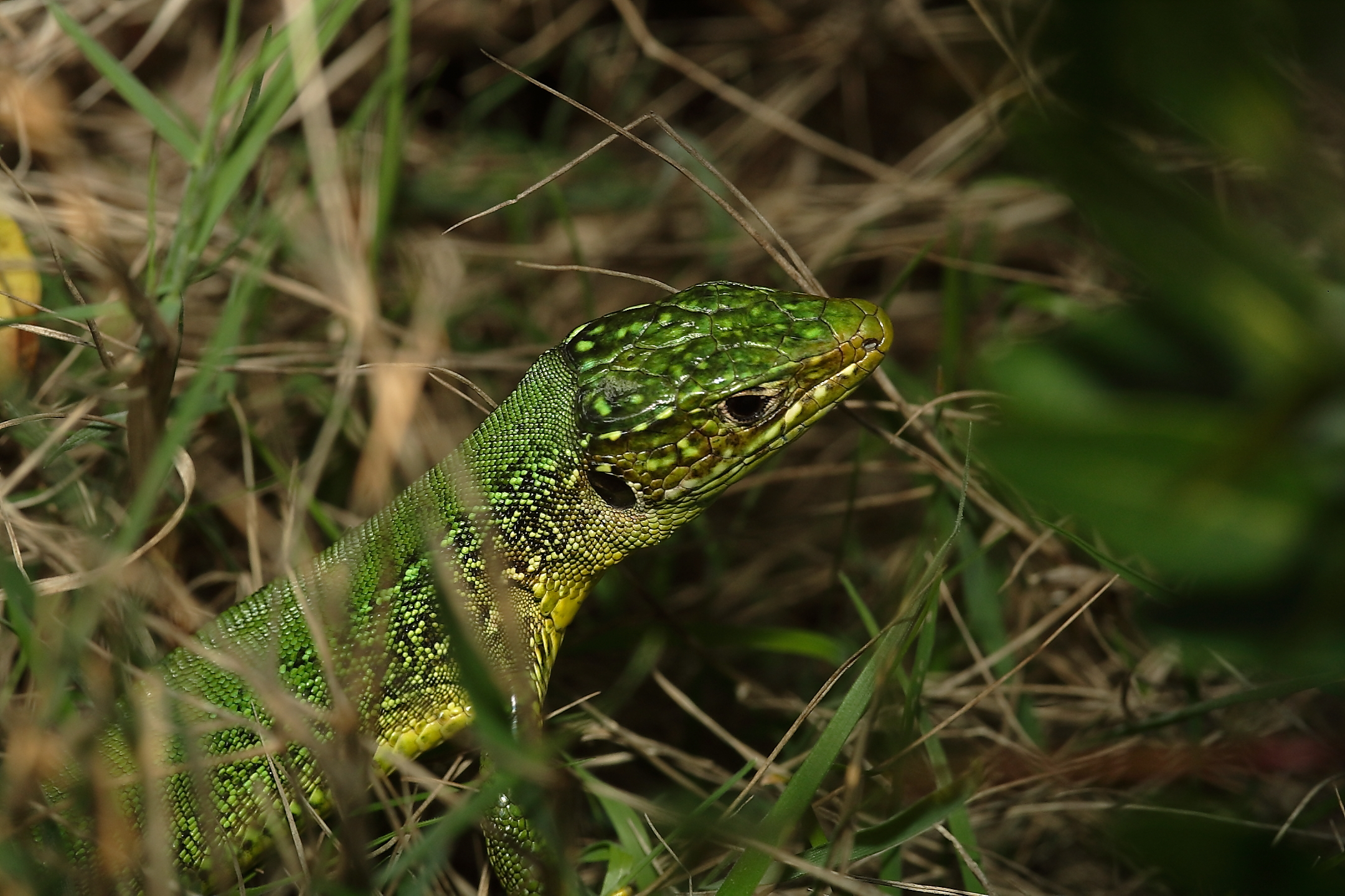 Foto Leonardo Forbicioni