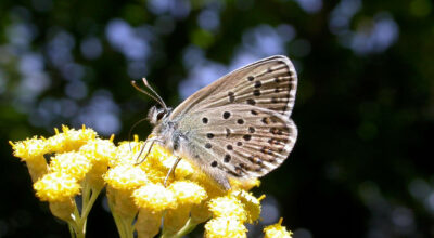 Lycaeides villai