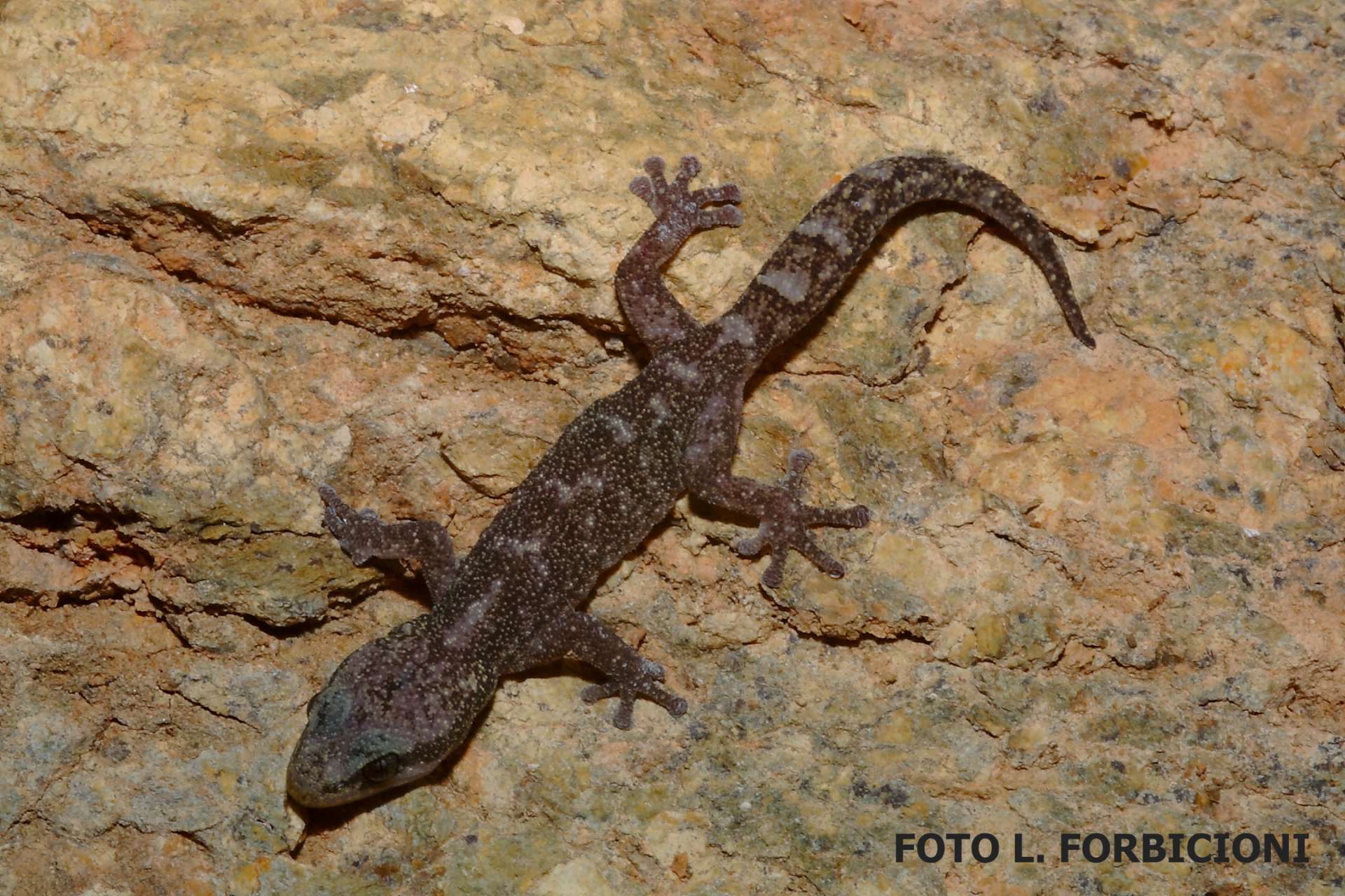 Euleptes europea 3