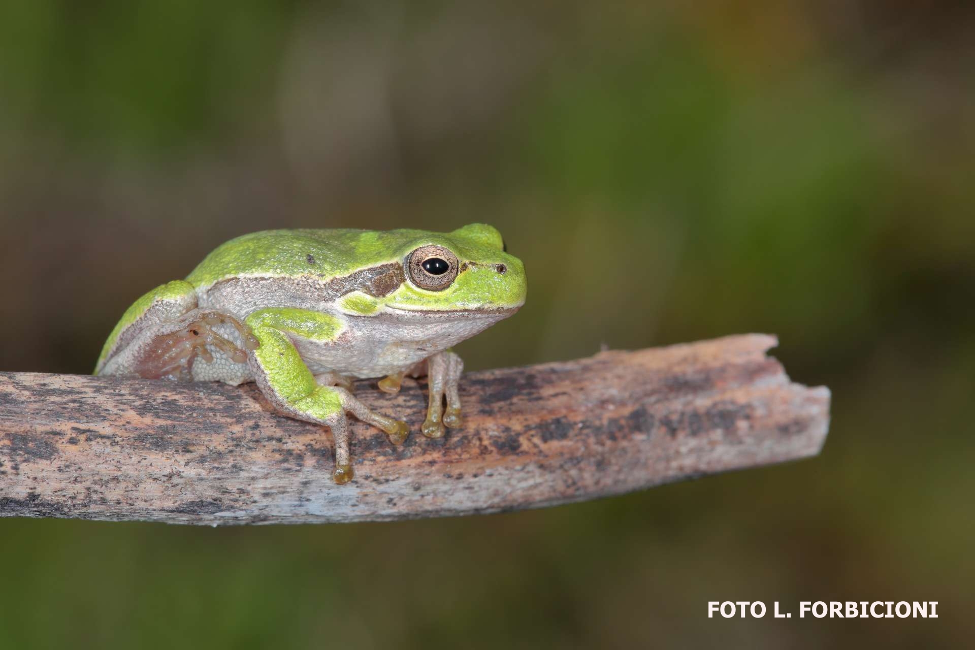 Hyla sarda Capraia 1920x1280