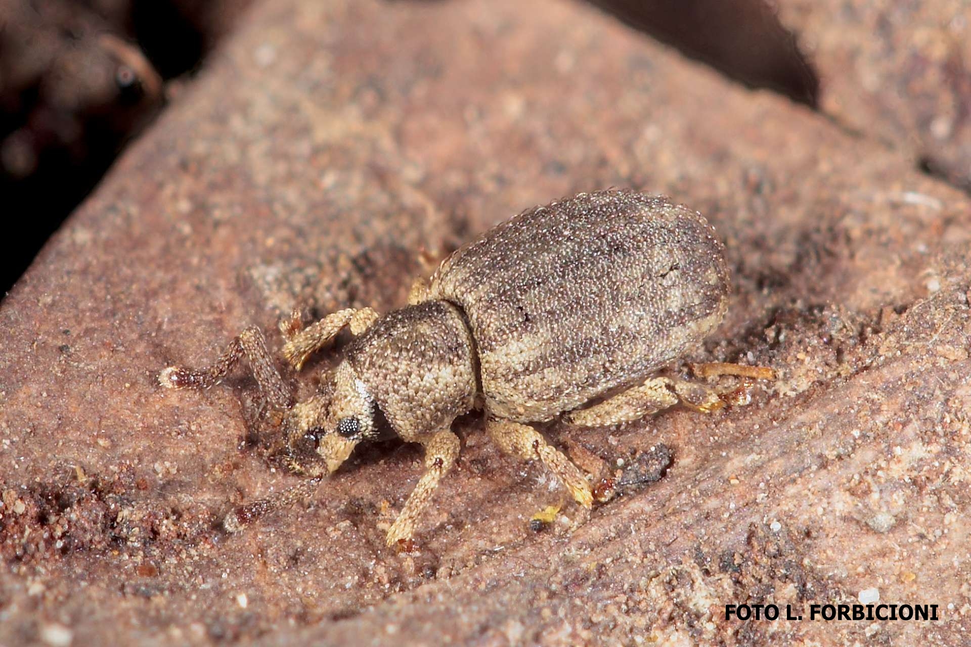 Meira tedeschii in natura lateral