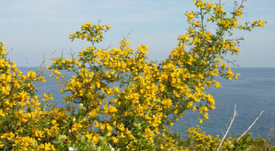 Ginestra spinosa