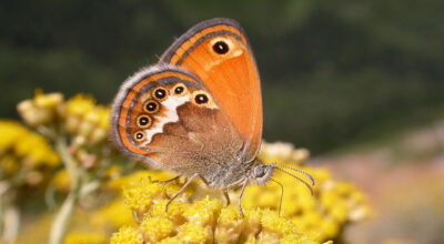 Coenonympha corinna/elbana