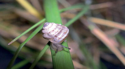 Polloneriella contermina