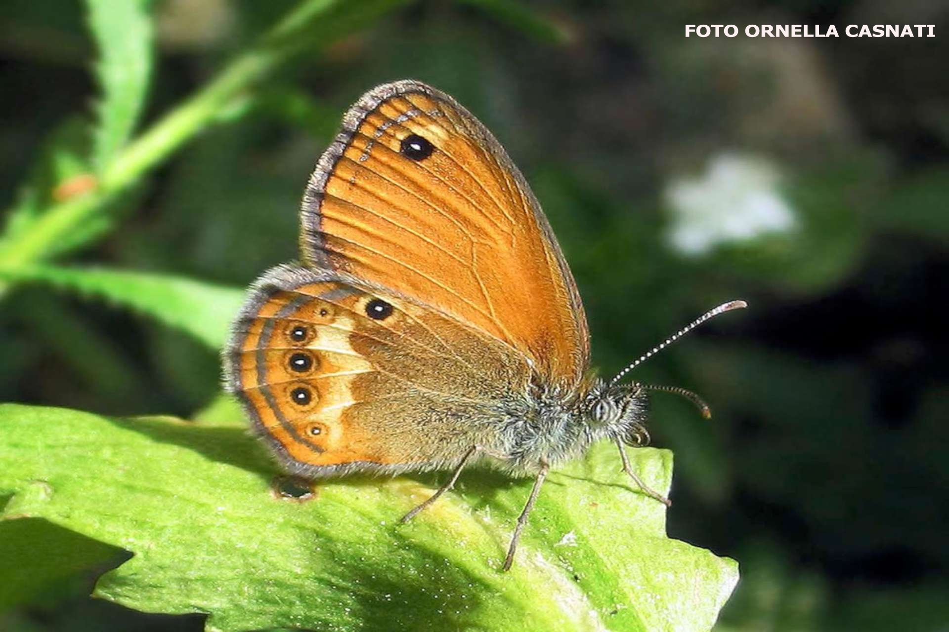 coenonympha 1 1920x1280 casnati