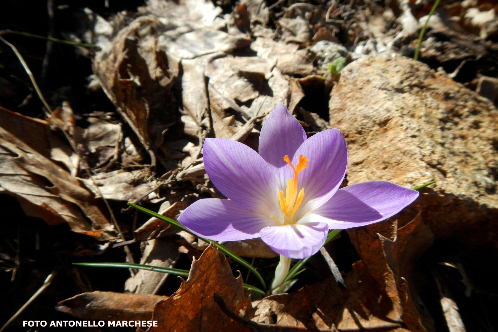 crocus ilvensisis zafferano 2 foto marchese 1920x1280