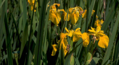 Iris giallo di palude