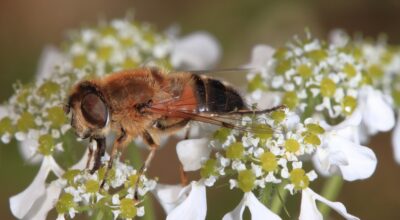 Gli impollinatori: tanto sconosciuti, quanto importanti