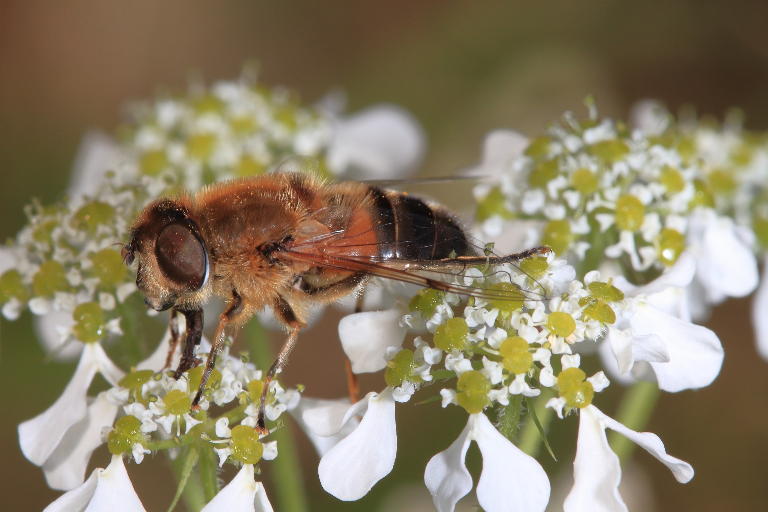 Gli impollinatori: tanto sconosciuti, quanto importanti