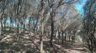 Il Parco ha avviato gli interventi di rinaturalizzazione di alcune pinete dell’Isola del Giglio