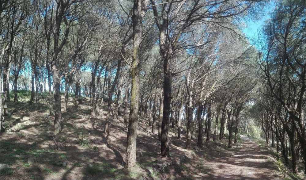 Il Parco ha avviato gli interventi di rinaturalizzazione di alcune pinete dell’Isola del Giglio