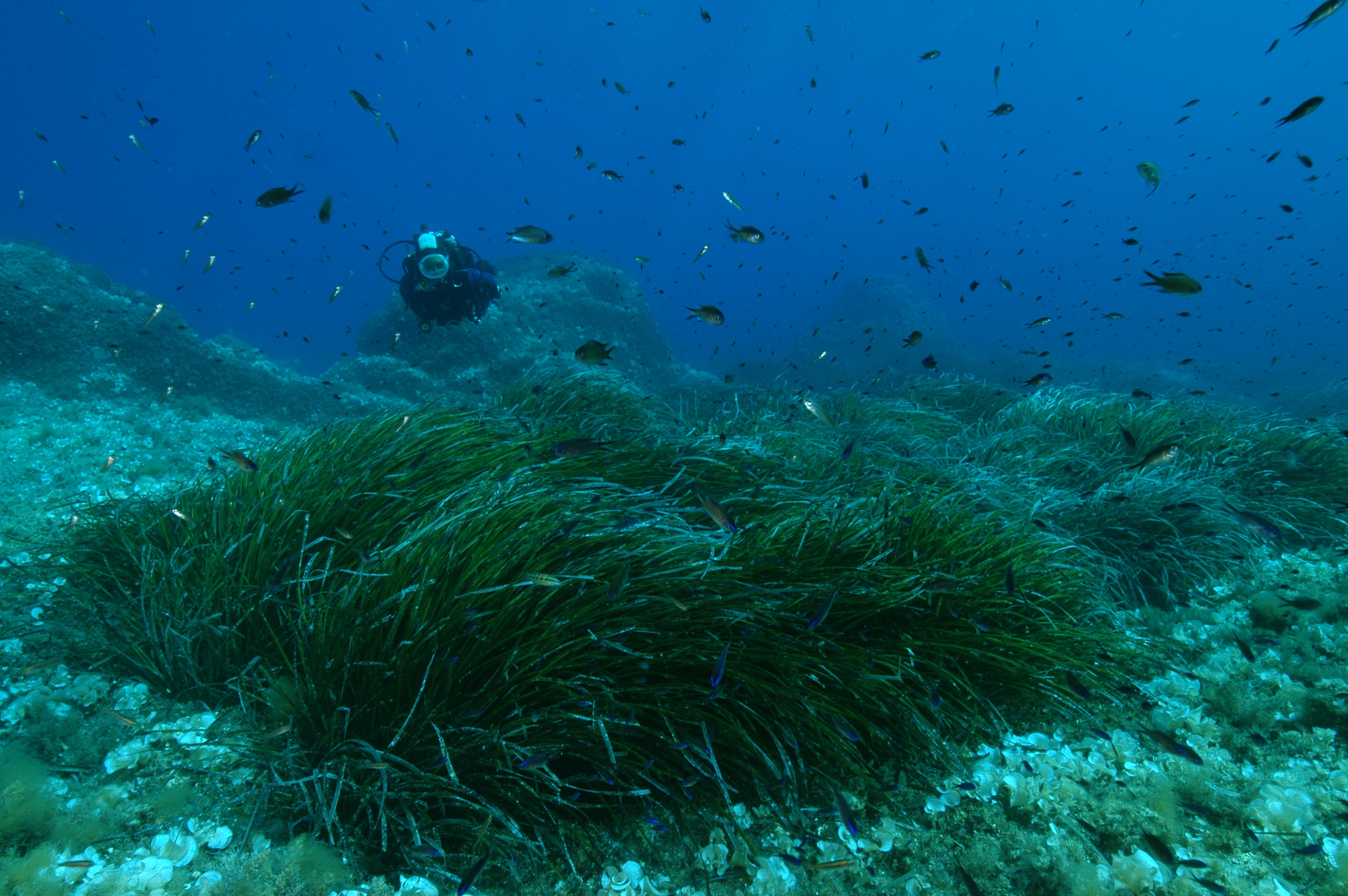 Penco posidonia