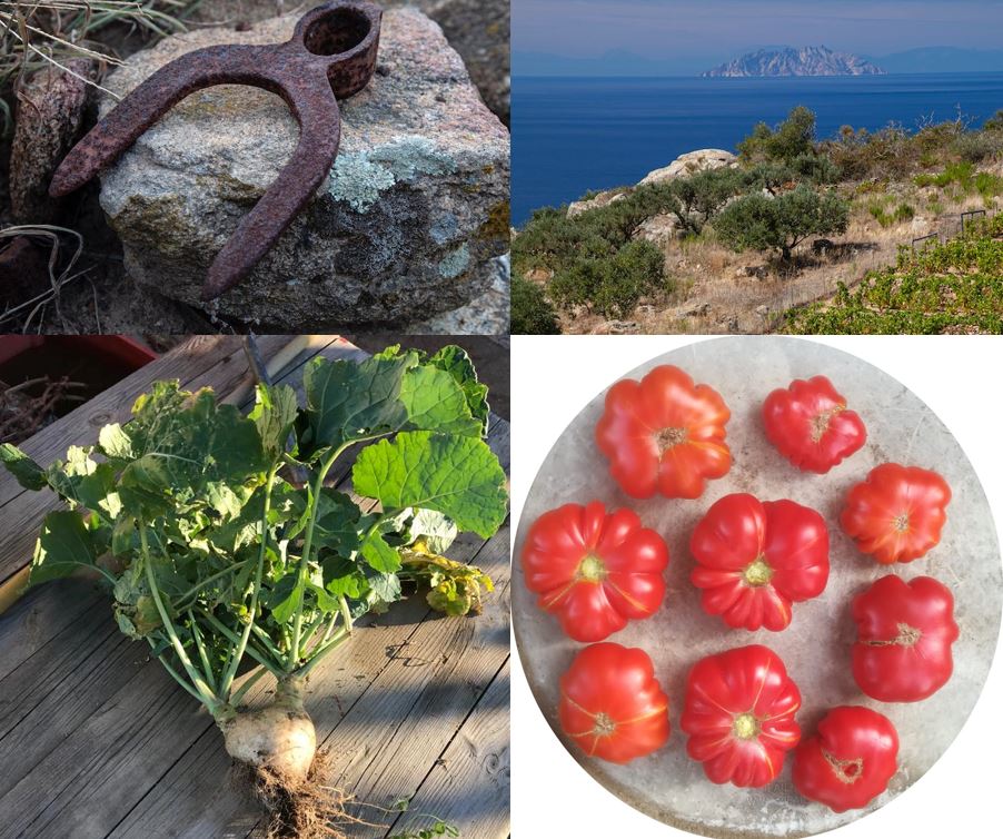 L’impegno del Parco Nazionale Arcipelago Toscano per il recupero di specie orticole in via di estinzione