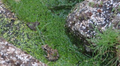 Nuovi siti di riproduzione per il piccolo anfibio del Giglio, il Discoglosso sardo