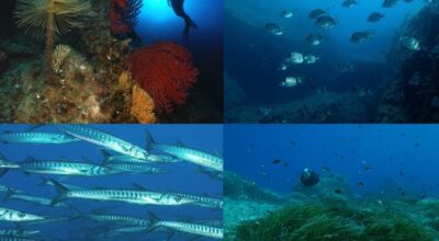 Il mare di 50 anni fa nel paradiso sommerso di Pianosa