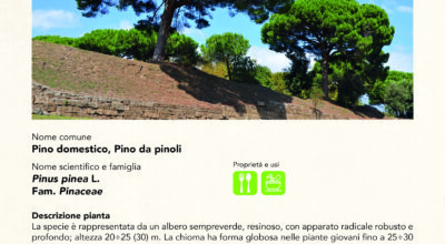 PINO DOMESTICO