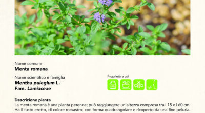 MENTA ROMANA