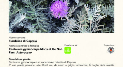 FIORDALISO DI CAPRAIA