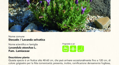 LAVANDA SELVATICA