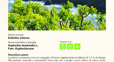 EUFORBIA ARBOREA