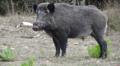 Indagine di mercato per  studio di fattibilità  eradicazione ungulati dall’Isola d’Elba