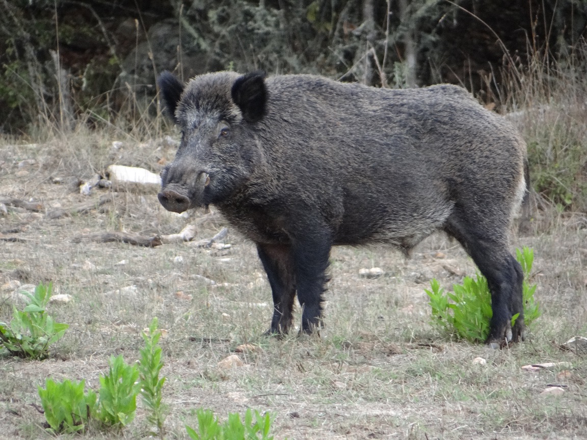 Indagine di mercato per  studio di fattibilità  eradicazione ungulati dall’Isola d’Elba