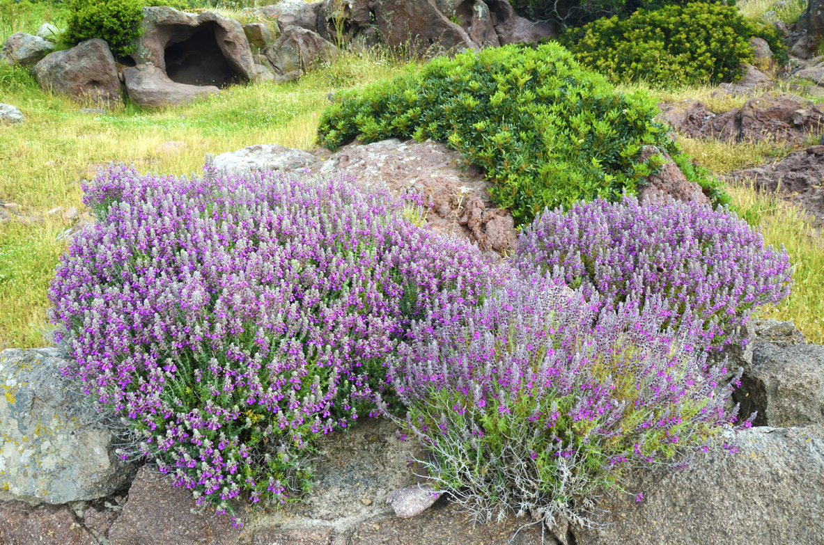 Il bello e il buono delle piante di Capraia – domenica 7 maggio Inaugurazione ufficiale del Percorso Botanico a Capraia Isola