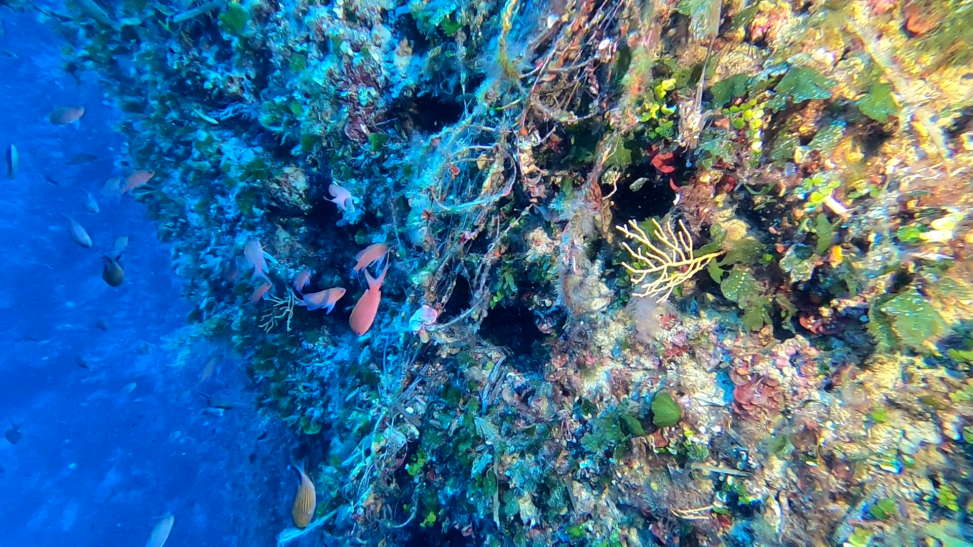 Operazione Mare Libero: recuperato oltre 1km di attrezzi da pesca  dall’Isola di Giannutri