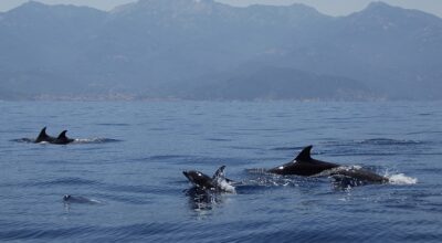 Il Parco Nazionale Arcipelago Toscano partecipa al II Incontro Internazionale dei Comuni firmatari della Carta di Partenariato Pelagos, le Aree Marine e i Parchi Nazionali della Rete Italiana Pelagos