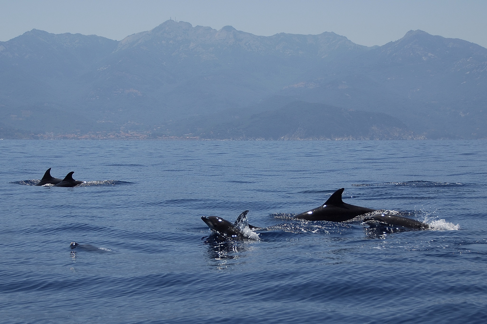 Il Parco Nazionale Arcipelago Toscano partecipa al II Incontro Internazionale dei Comuni firmatari della Carta di Partenariato Pelagos, le Aree Marine e i Parchi Nazionali della Rete Italiana Pelagos