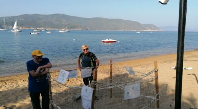 Tre dei cinque  nidi di Caretta Caretta all’Elba sono nel Parco