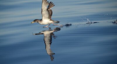 Il CNR assegna il primo posto al progetto “Isole rare” del Parco Nazionale Arcipelago Toscano